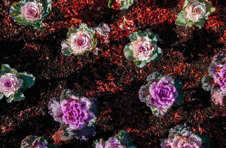 Ornamental cabbage or kale curly leaves purple pink colour on black soil under sunlight - Nature texture backgroundの写真素材
