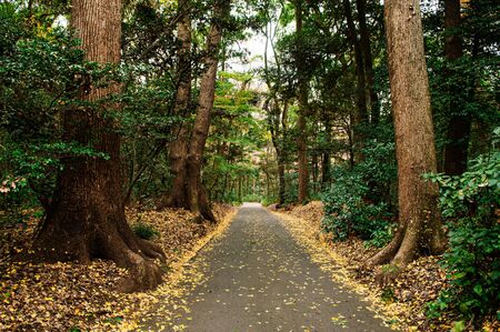 Autumn Yellow Ginkgo fallen leaves covered ground and small empty road in lush green forest at...