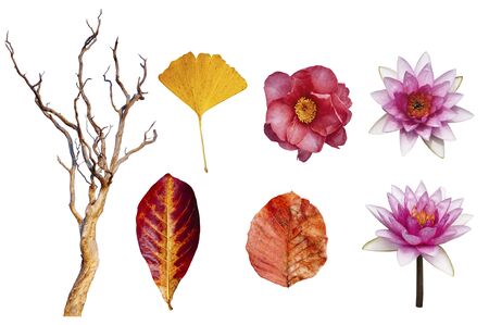 Autumn leaves and lotus, Japanese Camellia flower and beautiful dead tree isolated on white background colourful  season change concept isolate leaves for design workの写真素材