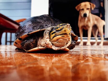 Scared black river turtle keeps head in shell with curious dog look from behind