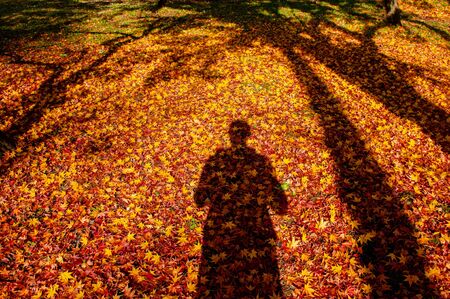 Red yellow autumn maple leaves covered ground with human and tree shadow. Beautiful Japan season change nature sceneの写真素材