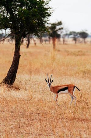 One African Gazalle in golden grass meadow of Serengeti Grumeti reserve Savanna forest - African Tanzania Safari wildlife trip during great migrationの写真素材