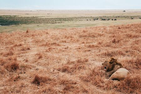 Beautiful adult Male lion lie on golden grass field in Ngorongoro consevation area, Serengeti Savanna forest in Tanzania - African safari wildlife watching tripの写真素材