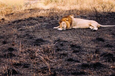 Male lions lie peacefully in burned grass field of Serebgeti savanna forest - Tanzania African wildlife animalの写真素材