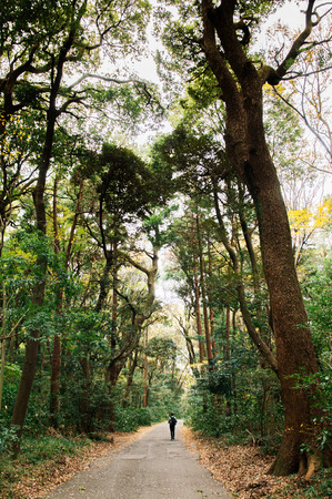 Tourist walking on small empty peaceful road among big trees in lush green forest at Meiji Jingu Shrine park - Tokyo green spaceのeditorial素材