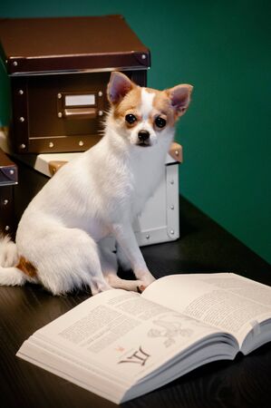 Cute young puppie Chihuahua dogs sit on table reading text books and boxes. Pet, interior and study conceptの写真素材