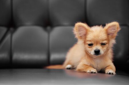 Cute young Chihuahua baby dogs with very sleepy face eyes half open, cozy lying on leather sofa couchの写真素材
