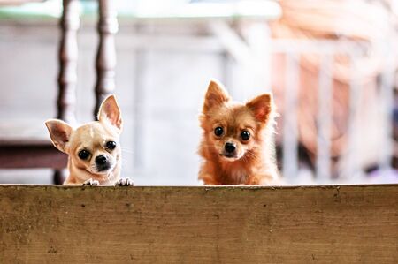 Cute young Chihuahua puppy dog couple behind fence look at camera with curious eyes