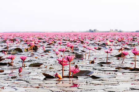 Pink lotus water lilies full bloom under morning light - pure and beautiful red lotus lake or lotus sea in Nong Harn, Kumphawapi, Udonthani - Thailandの写真素材