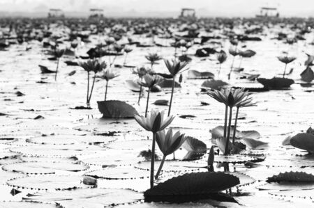 Lotus water lilies full bloom under morning light - pure and beautiful lotus lake or lotus sea in Nong Harn, Kumphawapi, Udonthani - Thailand in black and whiteの写真素材