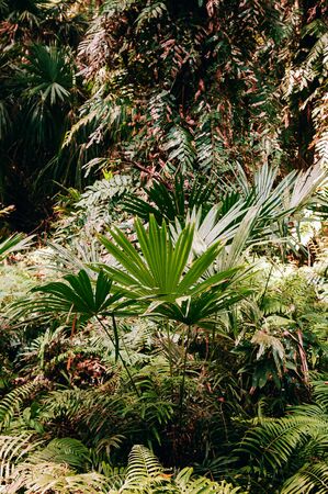 Taraw palm (Livistona saribus) and lush green ancient tropical forest at Wat Pa Kham Chanod,...
