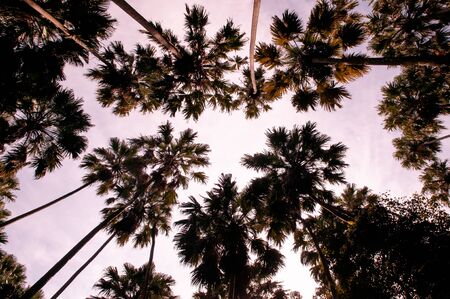 Taraw palm (Livistona saribus) forest against sky at Wat Pa Kham Chanod, Buddhist Temple ancient forest.の写真素材