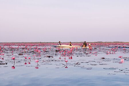 JAN 13, 2019 Udonthani, Thailand - Pink lotus water lilies full bloom under morning light - pure and beautiful red lotus lake or lotus sea in Nong Harn, Kumphawapi.の写真素材