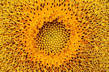 Macro close up details of golden yellow sunflower disk floret with stigma details. Nature plant backgroundの写真素材