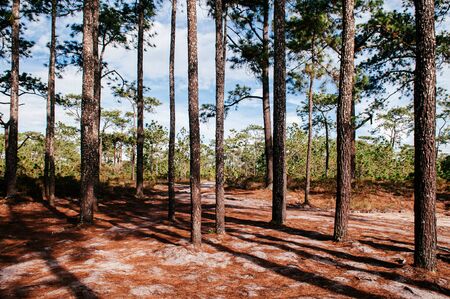 Pine tree forest nature trail under afternoon sun at Phu Kradueng National park, Loei - Thailand