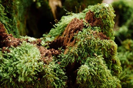 Green fresh Prairie Sphagnum moss growing on stone in lush tropical forest - Good environmental and pure nature of Phu Kradueng national park - Loei, Thailandの素材 [FY310139749855]