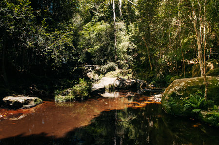 Beautiful silhouette High contrast shadow and curvy water stream in tropical forest at Phu Kradueng...