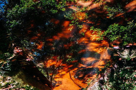 Beautiful silhouette tree leaves shadow reflected on water stream surface in tropical forest at Phu...