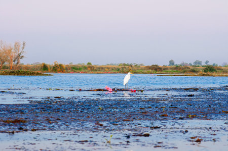 White Egret bird hunting fish by standing on water plant bush at lotus lake Nong Harn in Udonthani -...