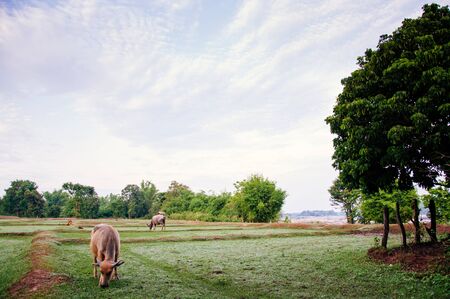 Free range farming in Thailand and happy buffaloes eating grass in field under scattered clouds sky