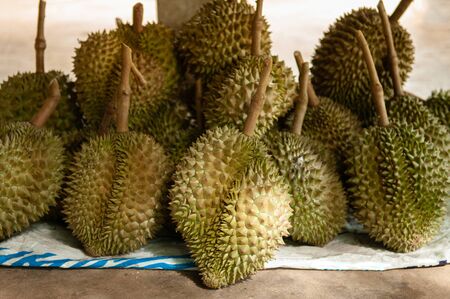 Fresh big whole Durian fruits in Thailand fruit orchard. King of fruit with spike and unique smell