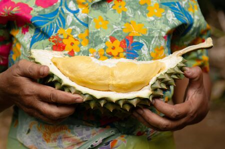 Fresh smelly yellow Durian fruits half cut in Asian farmer hands. King of fruit with spike and...