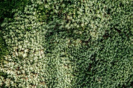 Green fresh Sphagnum moss growing on stone in lush tropical forest - Good environmental and pure nature of Phu Kradueng national park - Loei, Thailandの写真素材
