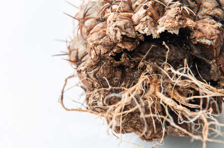 Cactus disease dry root rot caused by fungi, severe damage fungi infected Melocactus cactus isolated...