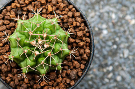 Bright Green Cactus top view, Gymnocalycium Mihanovichii or green gymnocalycium sharp spikes details and shiny skinの写真素材