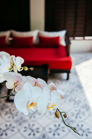 MAR 5, 2012 Chiang Mai, Thailand - White orchid - Phalaenopsis orchid with blurry red couch seat in background, Asian comtemporary patio leisure area decorのeditorial素材