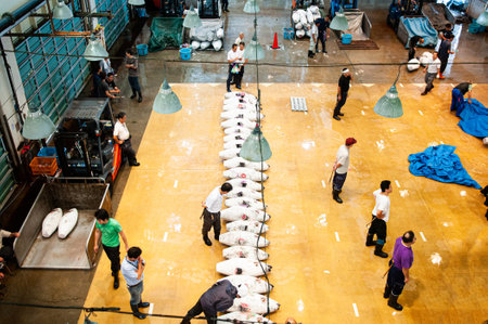 JUN 26, 2014 Kanagawa, Japan - Buyers examine frozen tuna lined up for auction. Japanese Tuna auction in fish market - Misaki Port fish marketのeditorial素材