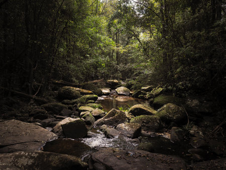 Beautiful lush green tree and water stream in deep tropical forest at Phu Kradueng National park,...