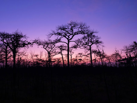 Beautiful charming dramatic sunset with silhouette pine trees and tourists at Phu Kradueng National park peaceful morning. Loei, Thailandの写真素材