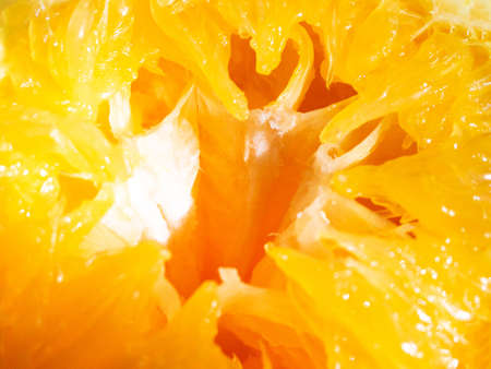 Half cut Mandarin orange pulp after squeezed macro close up detail.の写真素材