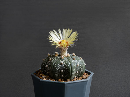 Cactus flower light pink colours full bloom Astrophytum Asterias cactus flower. dark backgroundの写真素材