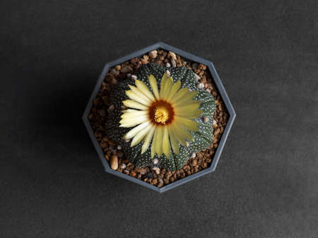Cactus flower light pink colours full bloom Astrophytum Asterias cactus flower. dark backgroundの写真素材