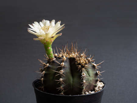 Cactus flower light yellow colours full bloom gymnocalycium cactus flower. dark backgroundの写真素材