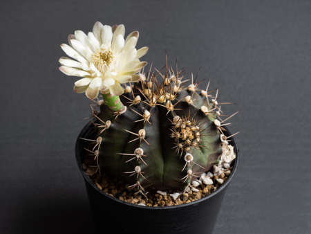 Cactus flower light yellow colours full bloom gymnocalycium cactus flower. dark backgroundの写真素材