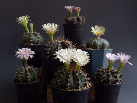 Cactus flower assorted full bloom various colours gymnocalycium and  Astrophytum cactus flower. dark backgroundの写真素材