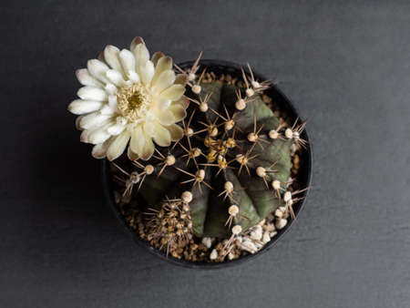 Cactus flower light yellow colours full bloom gymnocalycium cactus flower. dark backgroundの写真素材