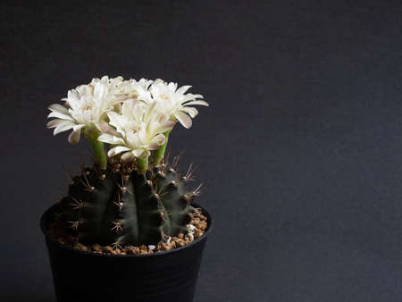 Cactus flower white colours full bloom gymnocalycium cactus flower. dark backgroundの写真素材