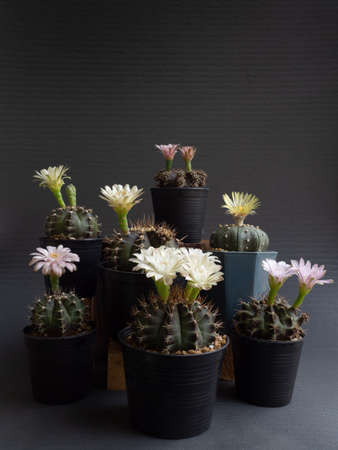 Cactus flower assorted full bloom various colours gymnocalycium and  Astrophytum cactus flower. dark backgroundの写真素材