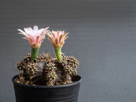 Cactus flower pink colours full bloom gymnocalycium cactus flower. dark backgroundの写真素材