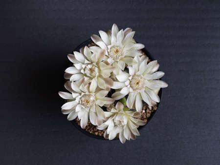 Cactus flower white colours full bloom gymnocalycium cactus flower top view. dark backgroundの写真素材