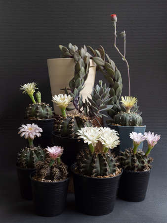 Cactus flower assorted full bloom various colours gymnocalycium and  Astrophytum cactus flower. dark backgroundの写真素材