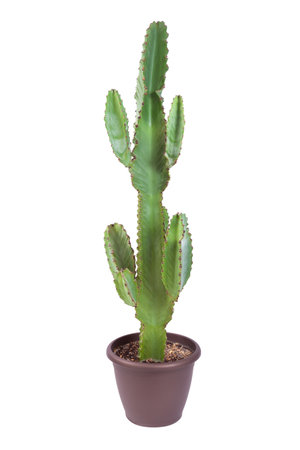 Euphorbia plant isolated on white background.の写真素材