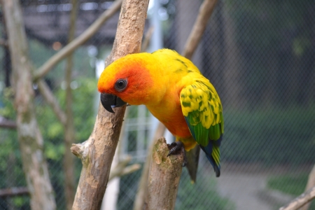 Sun Conure Parrotの写真素材
