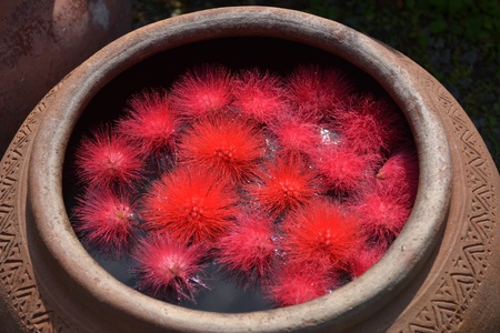 Flowers in pottery  Northern Thailand の写真素材