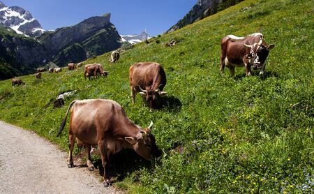 Pastures without a fenceの写真素材