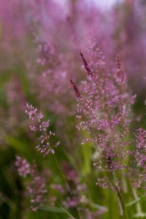 Tiny flowers macroの写真素材